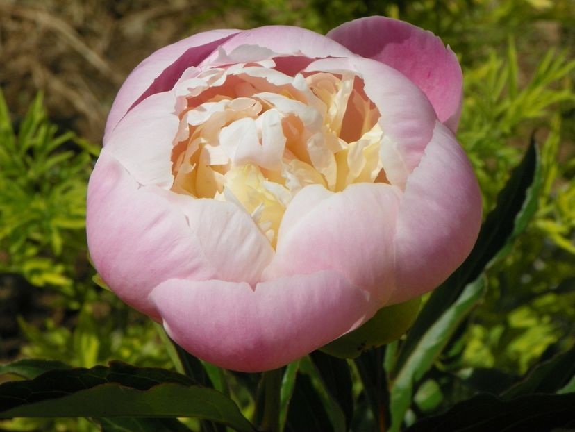 Noemi Demay - Irisi si bujori 2019