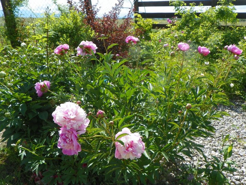 Sorbet - Irisi si bujori 2019