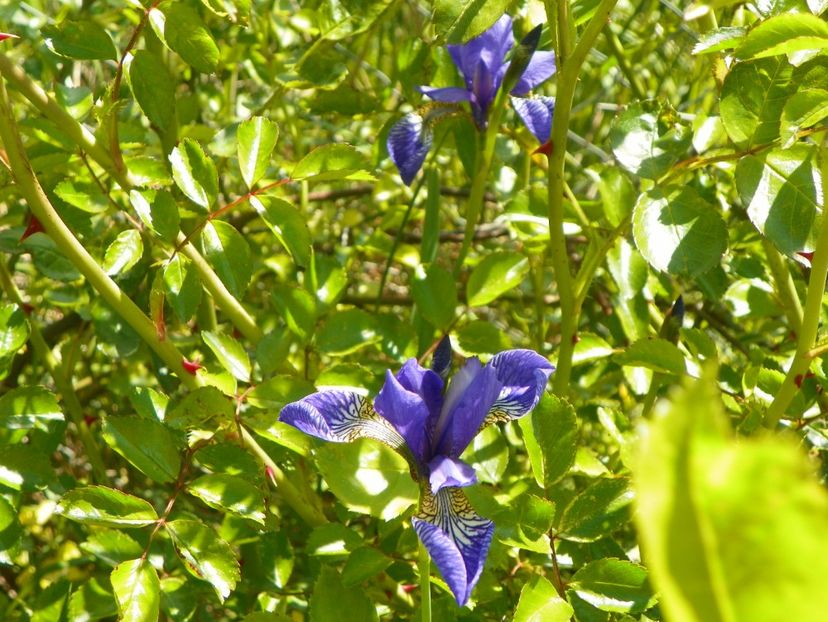 iris sibirica - Irisi si bujori 2019