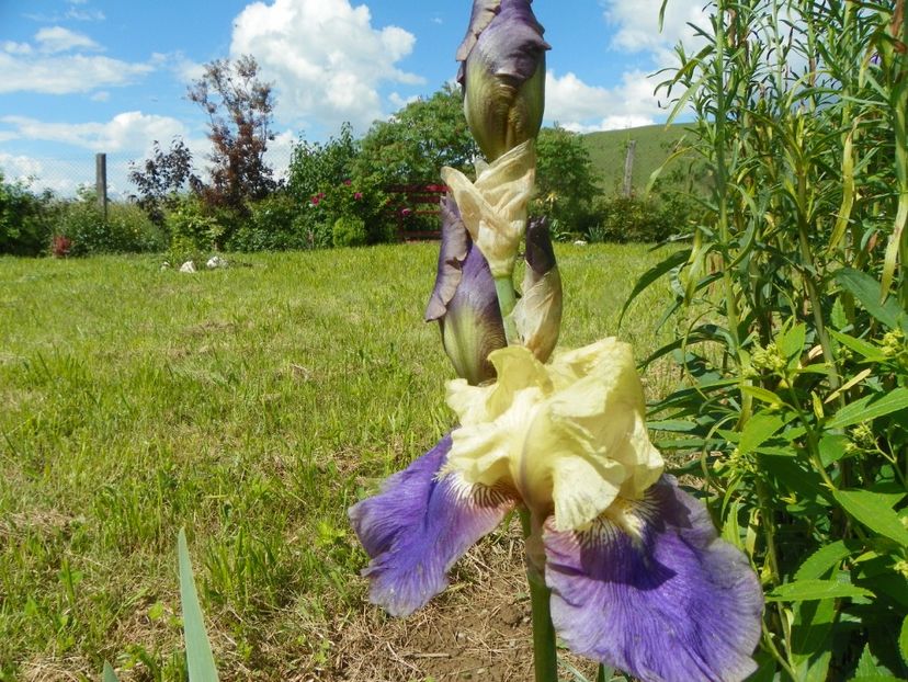 Jurassic Park - Irisi si bujori 2019