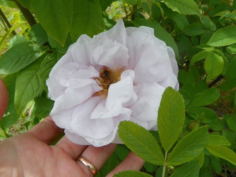 Snow Pavement - Trandafiri 2019 1