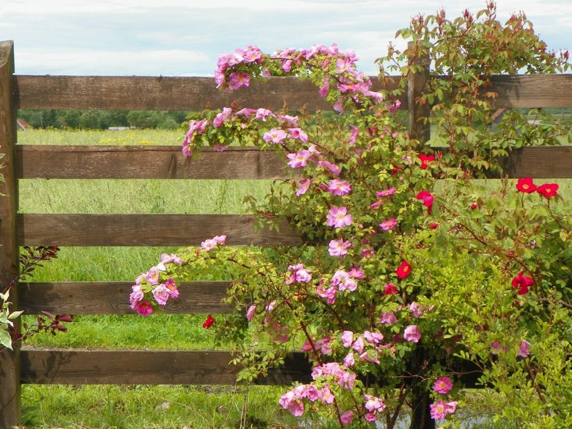 Marguerite Hilling si Scharlachglut - Trandafiri 2019 1