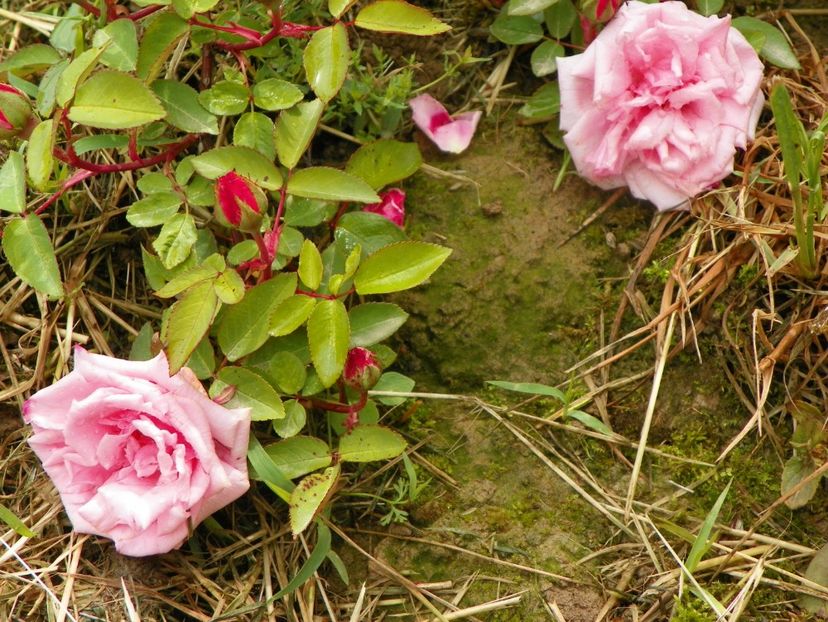 Kathleen Harrop - Trandafiri 2019 1