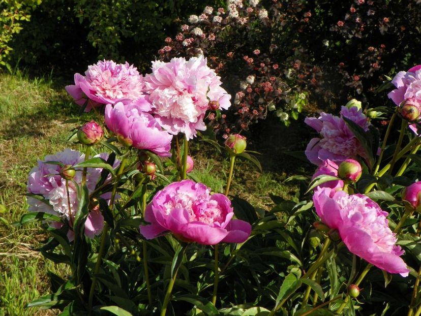 Sorbet - Irisi si bujori 2019