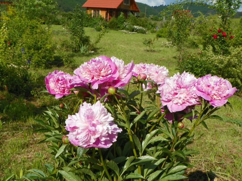 Sorbet - Irisi si bujori 2019