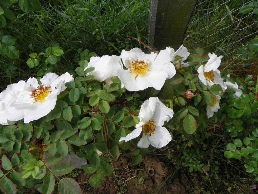 Nevada - Trandafiri 2019 1