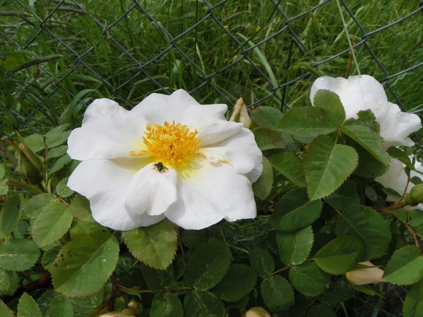 Nevada - Trandafiri 2019 1