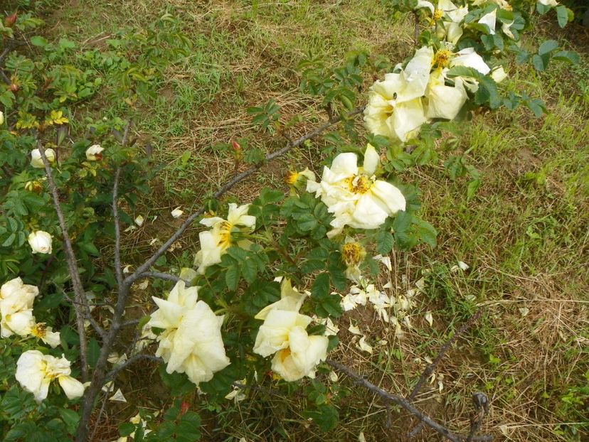 Agnes - Trandafiri 2019 1