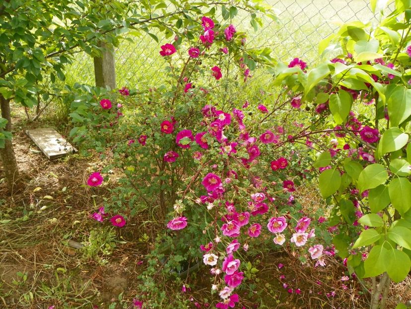 William III - Trandafiri 2019 1