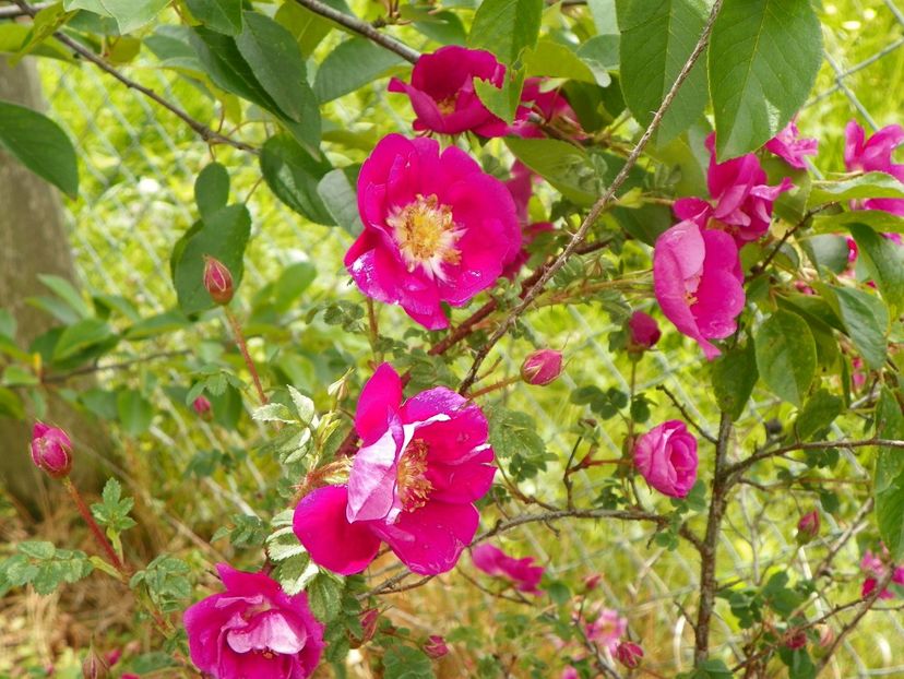 William III - Trandafiri 2019 1