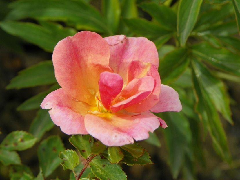 Open Arms - Trandafiri 2019 1