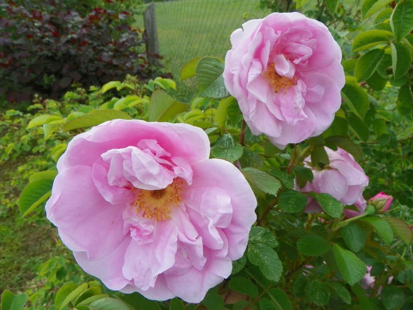 Sarah van Fleet - Trandafiri 2019 1