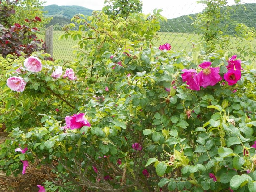 rugosa rubra si Sarah van Fleet - Trandafiri 2019 1