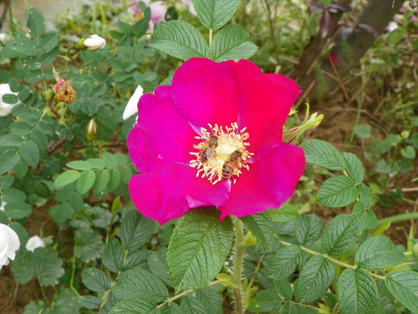 Red Dagmar - Trandafiri 2019 1