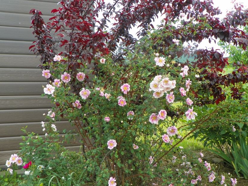 Burnet Irish Marbled - Trandafiri 2019 1