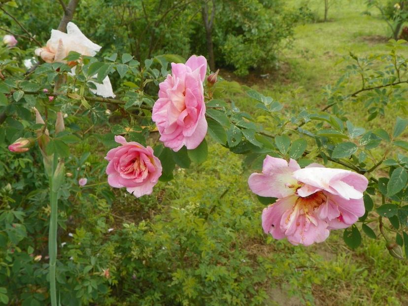 Fruhlingsduft - Trandafiri 2019 1