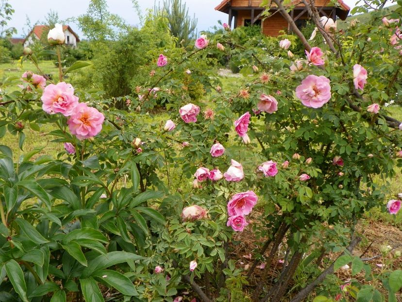 Fruhlingsduft - Trandafiri 2019 1