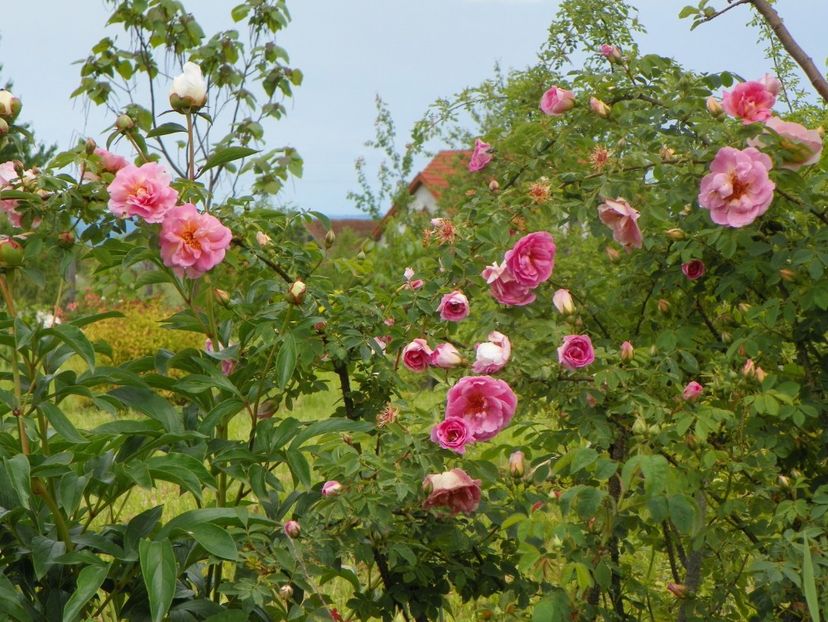 Fruhlingsduft - Trandafiri 2019 1