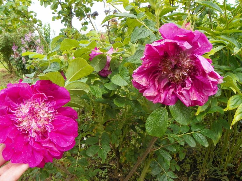 Souvenir de Trelaze - Trandafiri 2019 1