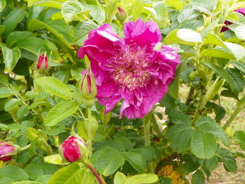 Souvenir de Trelaze - Trandafiri 2019 1