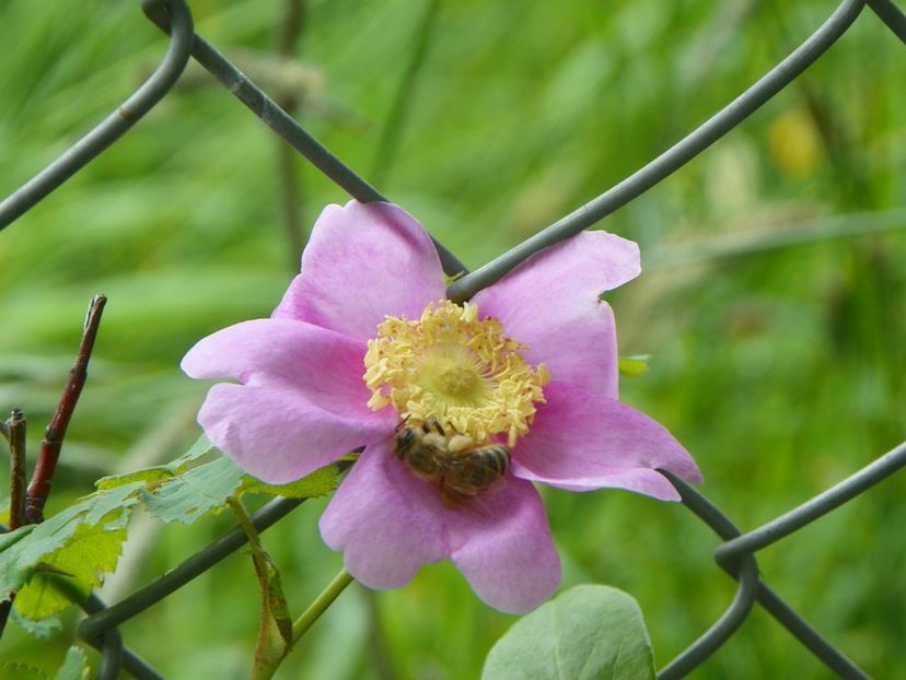 rosa californica - Trandafiri 2019 1
