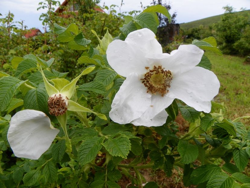 rosa rugosa Alba - Trandafiri 2019 1