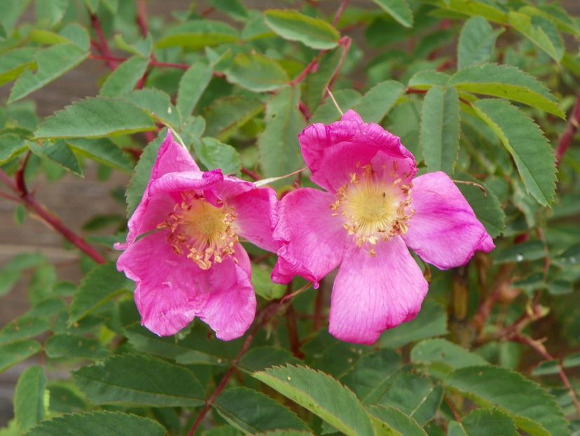 rosa pendulina Harstad - Trandafiri 2019 1