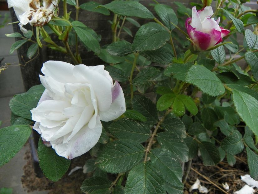 Louise Bugnet - Trandafiri 2019 1