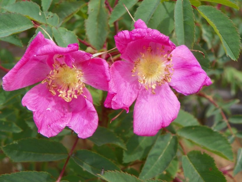 rosa pendulina Harstad - Trandafiri 2019 1