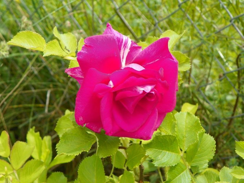 Wild Edric - Trandafiri 2019 1