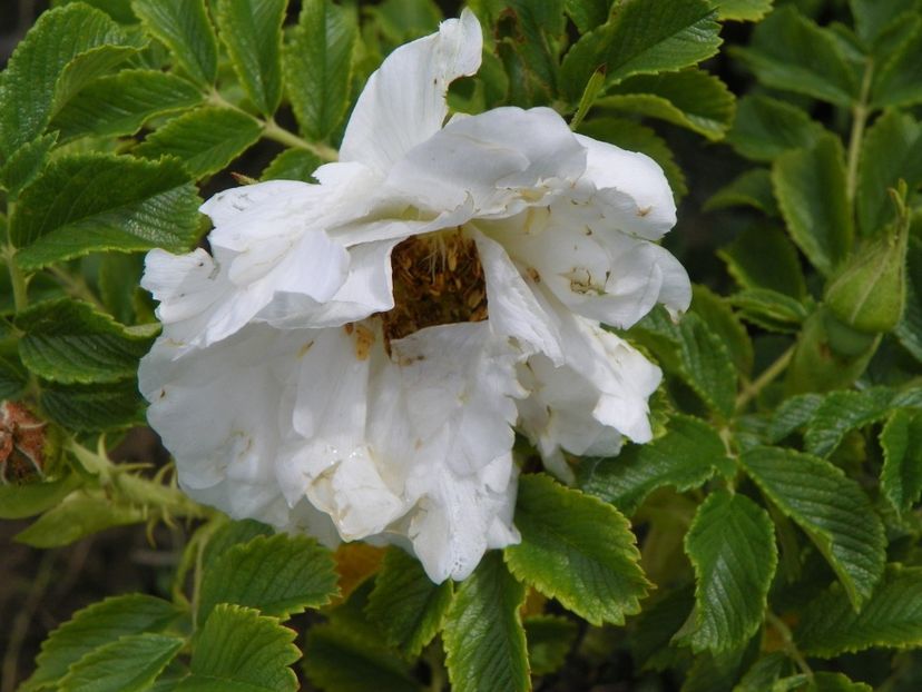 White Roadrunner - Trandafiri 2019 1