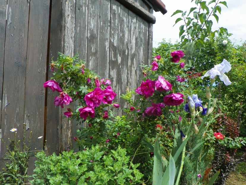 Roserai de l'Hay - Trandafiri 2019 1