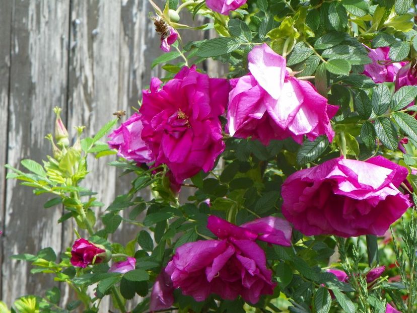 Roserai de l'Hay - Trandafiri 2019 1