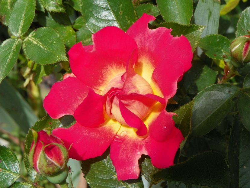 Reveil Dijonnais - Trandafiri 2019 1