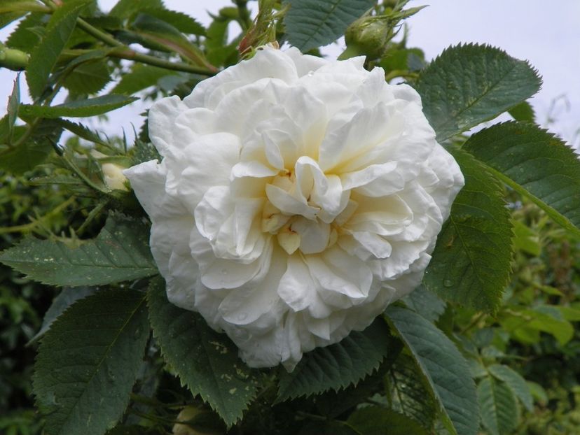 Alba Maxima - Trandafiri 2019 1