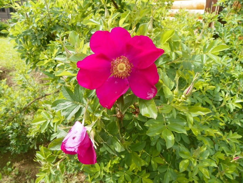 Ann Endt - Trandafiri 2019 1