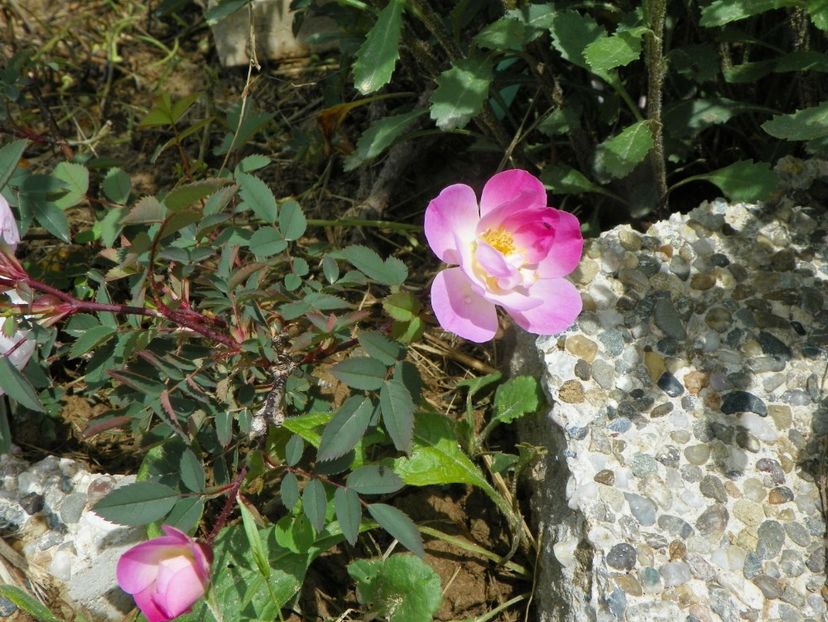 rosa glauca Nova - Trandafiri 2019 1
