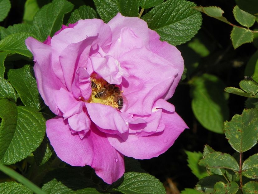 Dwarf Pavement - Trandafiri 2019 1