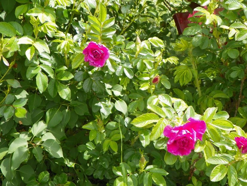 Hansa - Trandafiri 2019 1