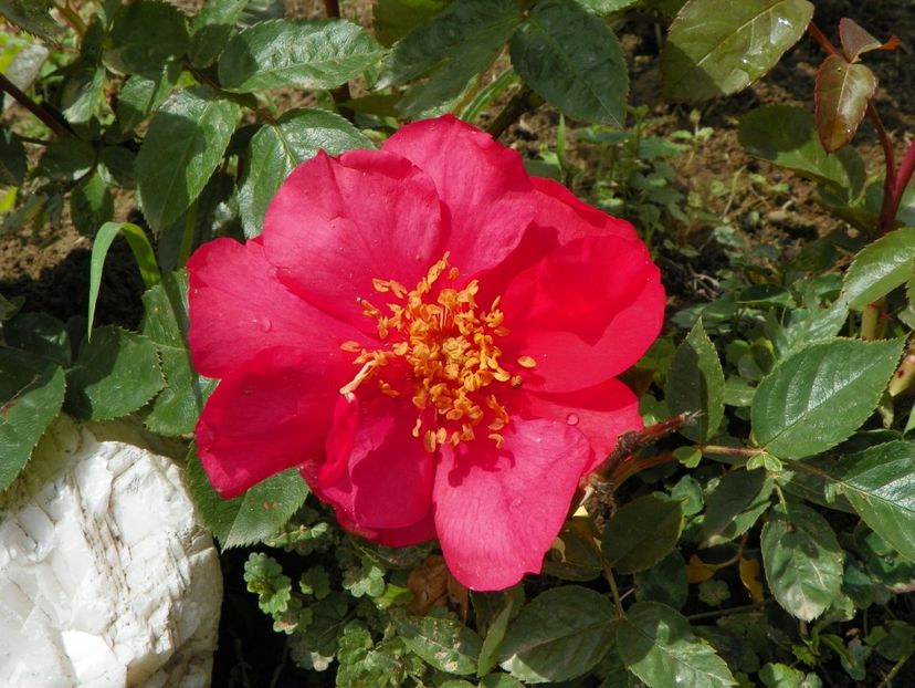 So Pretty - Trandafiri 2019 1