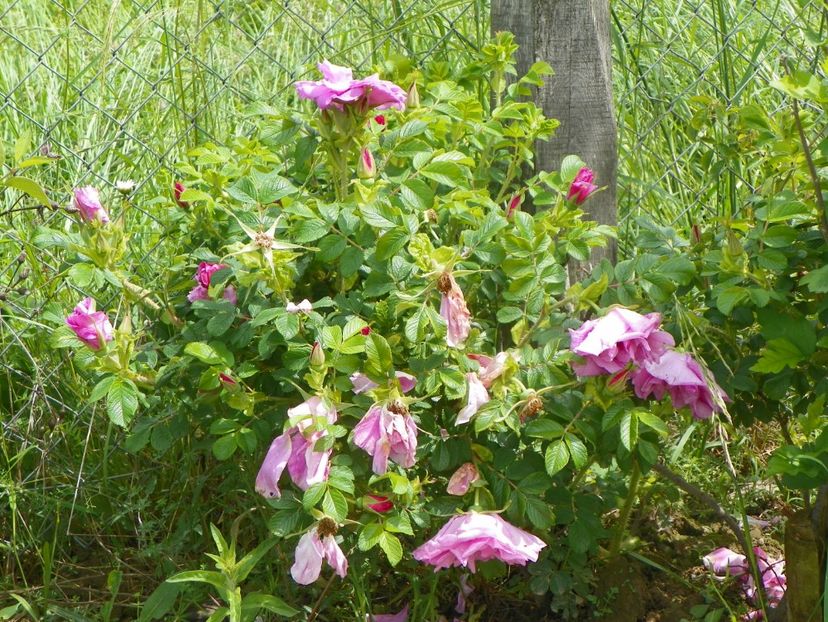 Belle Poitevine - Trandafiri 2019 1
