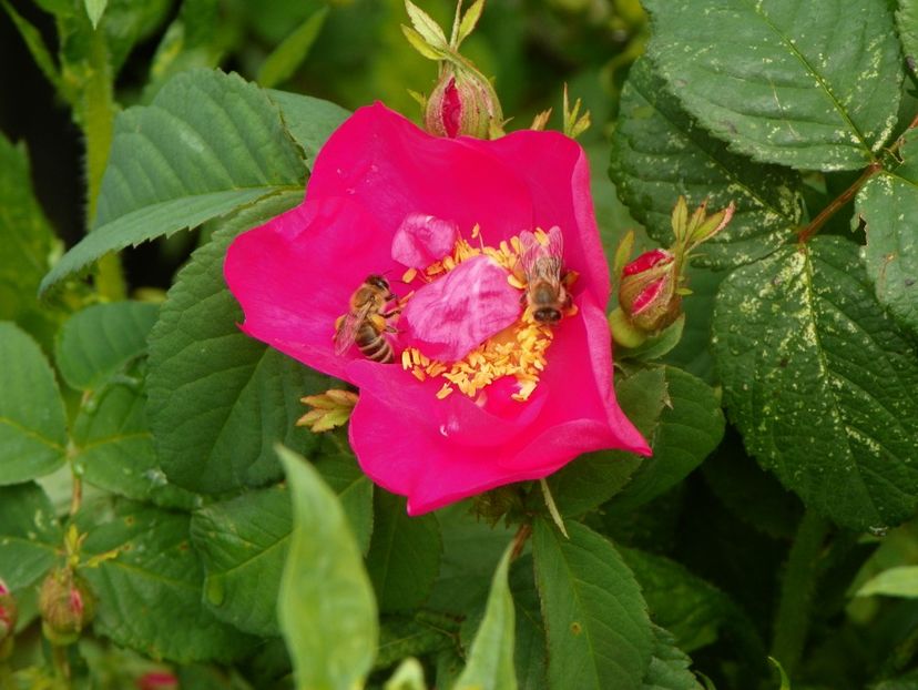 Splendens - Trandafiri 2019 1