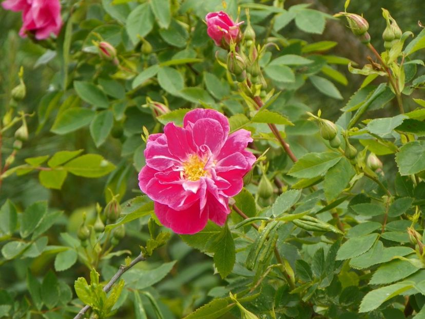 William Baffin - Trandafiri 2019 1