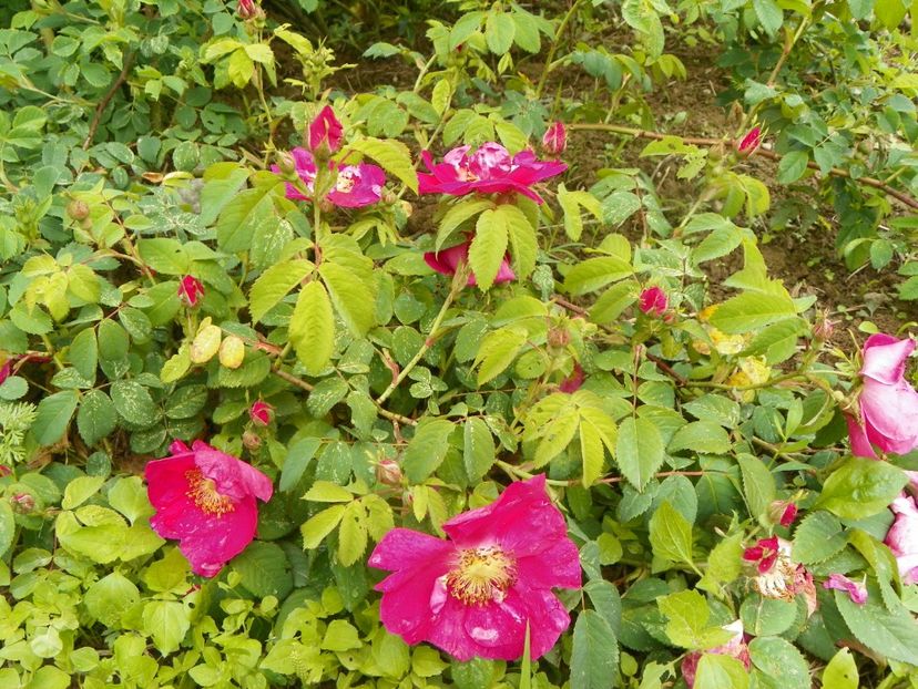 Splendens - Trandafiri 2019 1