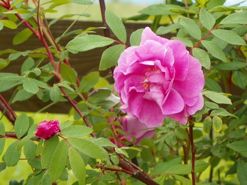 Therese Bugnet - Trandafiri 2019 1