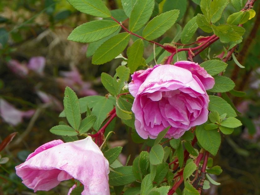 Therese Bugnet - Trandafiri 2019 1