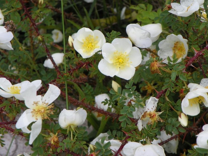 spinosissima Repens - Trandafiri 2019 1