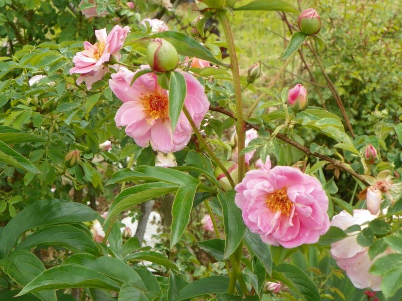 Fruhlingsduft - Trandafiri 2019 1