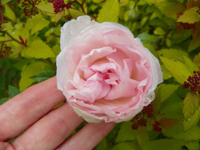 Kamtschatka - Trandafiri 2019 1