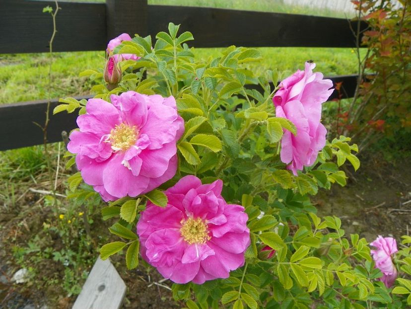 Jens Munk - Trandafiri 2019 1